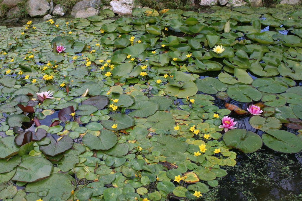 Aronia Park Villa Lubiechowa Buitenkant foto